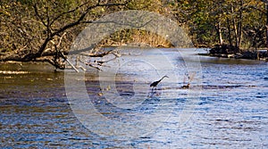 Great Blue Heron Stalking for a Meal