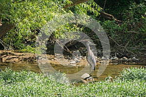 Great Blue Heron