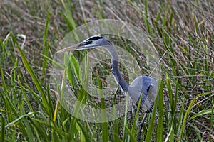 A Great Blue Heron stalks prey in tall grass.