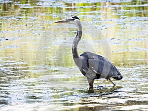 A Great Blue Heron stalks through a wetlands preserve