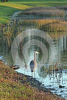 Great Blue Heron Standing