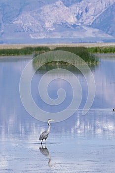Great Blue Heron Standing in the Bear River Bird Refuge