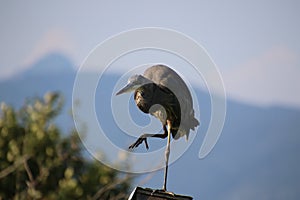 A great blue heron standing on a bird house