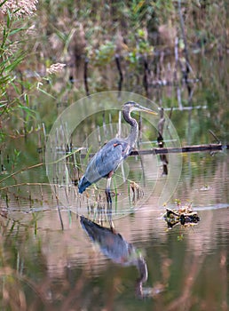 Great Blue Heron standing in a Chesapeake Bay marsh during Spring