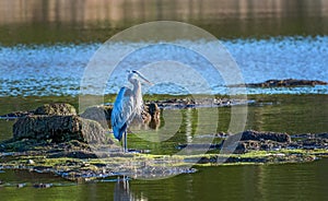 Great Blue Heron Standing in a Chesapeake Bay pond on a sunny da photo