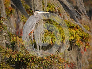 Great blue heron standing on a cypress tree in Lake Martin photo