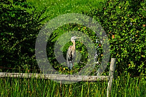 !Great blue heron standing on dock