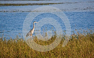 Great blue heron standing on a field of grass behind the water