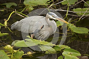 Great blue heron standing in Florida`s Everglades National Park.