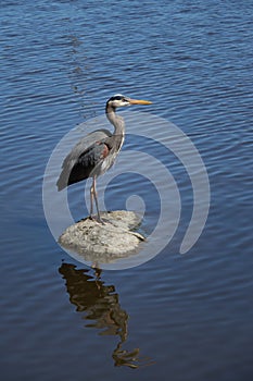 Great blue heron is standing on  a heart pattern rock