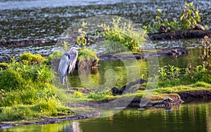 Great Blue Heron Standing on an island in the Chesapeake Bay