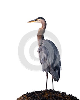 Great Blue Heron Standing and Looking in the Distance