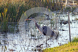 A Great Blue Heron Standing in a Marsh