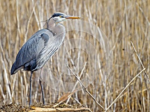 Great Blue Heron