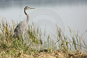 Great blue heron standing in a marsh, Apopka, Florida.