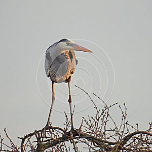 Great Blue Heron standing on marsh bush photo