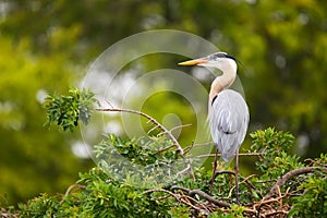 Great Blue Heron standing on a nest.