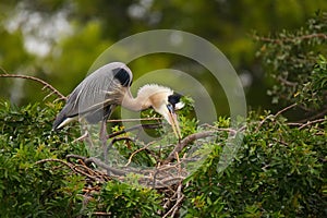 Great Blue Heron standing on a nest. It is the largest North American heron.