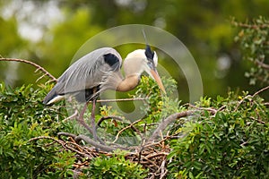 Great Blue Heron standing on a nest. It is the largest North American heron.