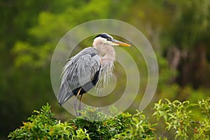 Great Blue Heron standing on a nest. It is the largest North American heron.