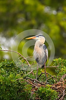 Great Blue Heron standing on a nest. It is the largest North American heron.