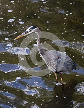 A great blue heron standing in a Pennsylvania stream