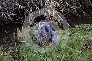 A great blue heron standing in a pond
