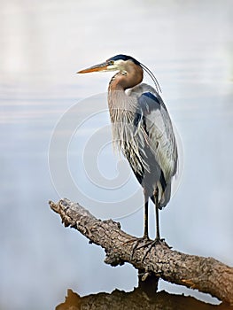 Great Blue Heron standing proudly on a log over looking the Chesapeake bay photo
