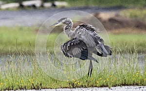 Great Blue Heron standing in the rain, Walton County, Georgia USA