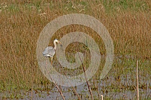 Great blue heron standing in the reed, eating a frog- Ardea herodias