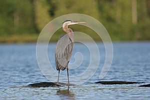 Great Blue Heron Standing on a Rock