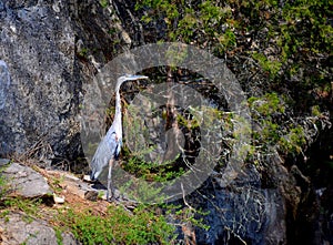 Great Blue Heron standing on rock , Ardea herodias
