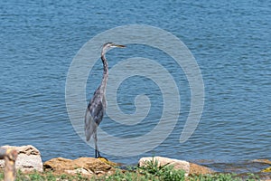 A Great Blue Heron standing on a rock on the shore of a lake