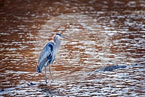 Great Blue Heron Standing in a Rust colored pond with sun sparkles