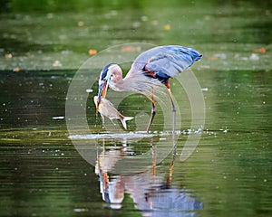 Great Blue Heron standing in the shallow water eating a fish