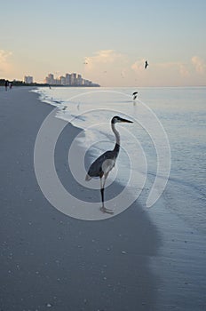 Great Blue Heron Standing on the Shore at Dawn