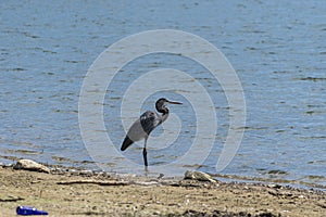 Great Blue Heron standing on shoreline