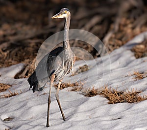 A Great Blue Heron standing in the snow.