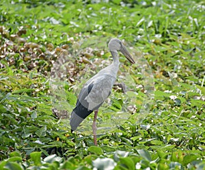 Great blue heron standing in the swamp