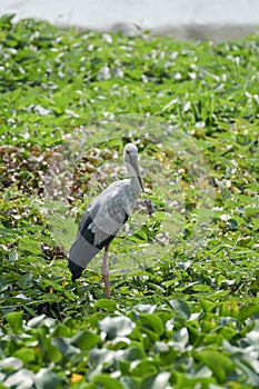 Great blue heron standing in the swamp