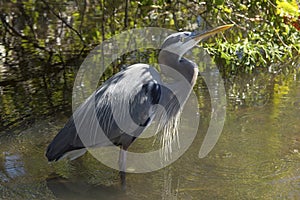 Great blue heron standing in a swamp in central Florida.