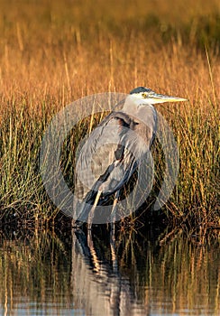 Great Blue Heron standing tall