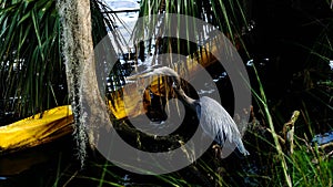 Great Blue Heron standing in water