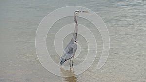 The Great Blue Heron standing in water at Grapevine lake in Texas.