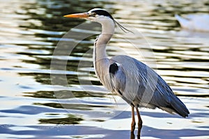 Great Blue Heron standing in water at sunset