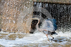 Great Blue Heron Standing at the Waterfall