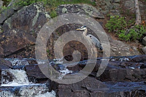 Great Blue Heron standing in a waterfall. photo