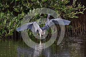 Great Blue Heron standing in wetland pond. Wings spread. Reflection on water