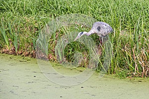 Great Blue Heron stands focused on the water's edge