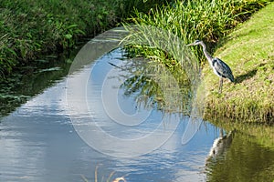 Great Blue Heron stands focused on the water's edge